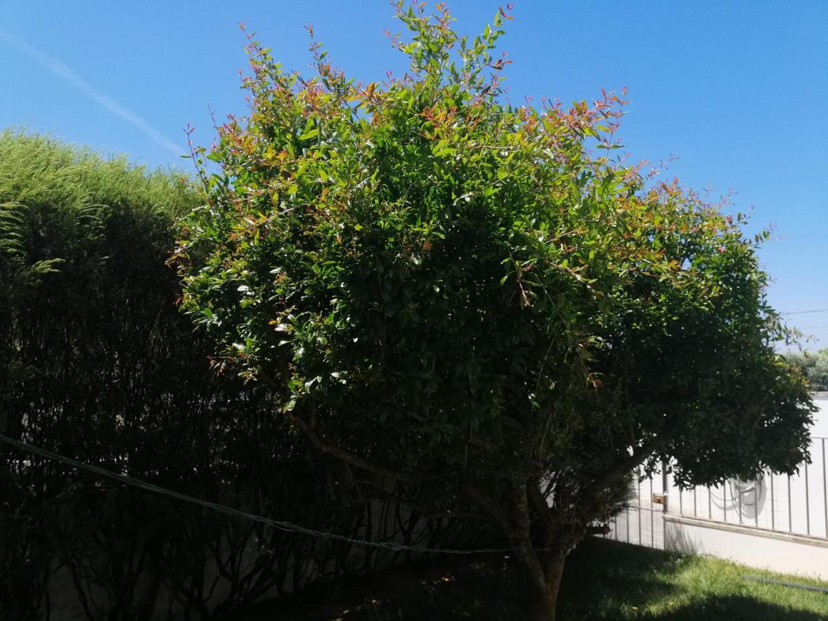 Royalheronhouse Viana do Castelo Exterior photo